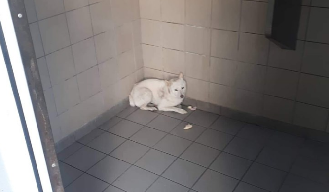 Megható rövid történet egy balesetben eltűnt, majd előkerült kutyáról 1 | Vezess Megható rövid történet egy balesetben eltűnt, majd előkerült kutyáról 1