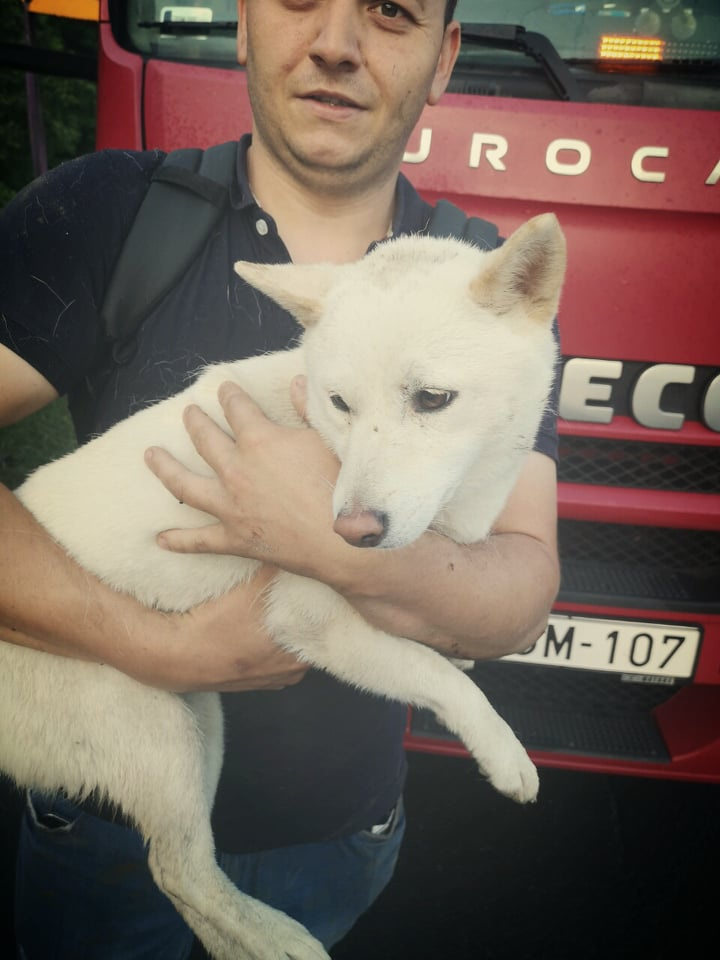 Megható rövid történet egy balesetben eltűnt, majd előkerült kutyáról 2 | Vezess Megható rövid történet egy balesetben eltűnt, majd előkerült kutyáról 2