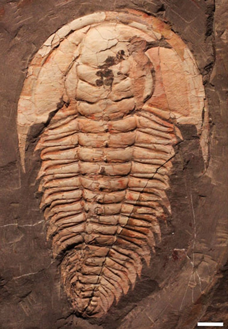 Tengeri “rém” maradványaira bukkantak 1