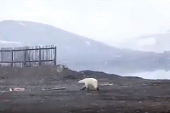 Éhező jegesmedve kóborol 800 kilométerre élőhelyétől