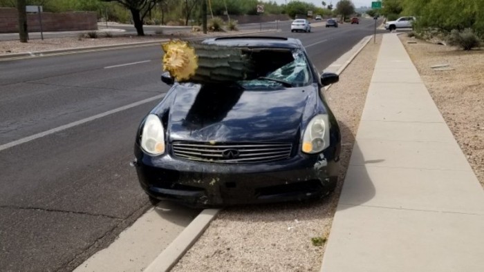 Gigantikus kaktusz fúródott az autóba, a sofőr karcolásokkal megúszta 3