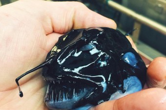 El sem hinnéd, milyen élőlények élnek alattunk