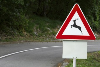 Megkezdődött a párzási időszak, nagyon óvatosan az utakon