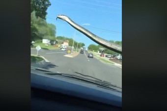 Menet közben kúszott be a kígyó a sofőr elé