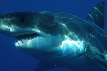 Egy fehér cápa csapott le a horgász zsákmányára