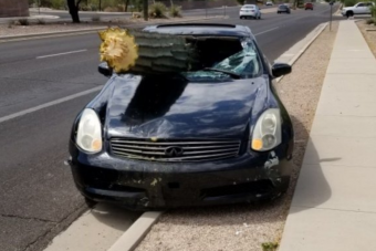 Gigantikus kaktusz fúródott az autóba, a sofőr karcolásokkal megúszta