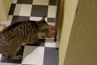 Így eteti meg egy mérnök a macskáját - videó