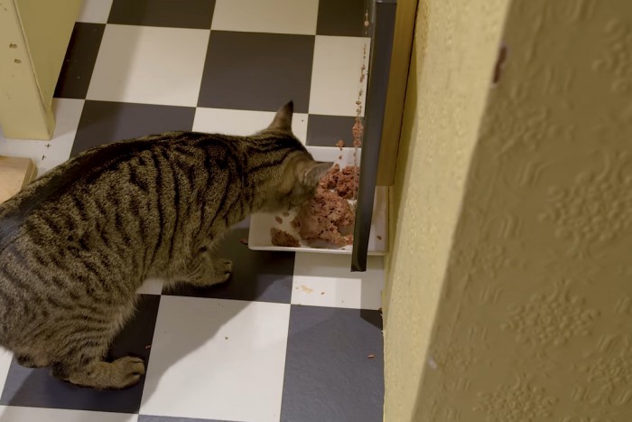 Így eteti meg egy mérnök a macskáját – videó