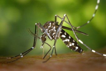 Ezért van ennyi szúnyog itthon