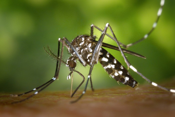 Ezért van ennyi szúnyog itthon