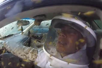 Tömény horror, amit a darazsak ezzel az autóval műveltek