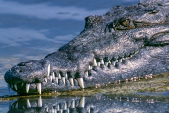 Döbbenetes, orvosi eszközt találtak egy krokodil gyomrában