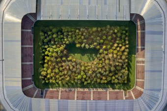 Erdő nőtt a stadion közepén, nem véletlenül