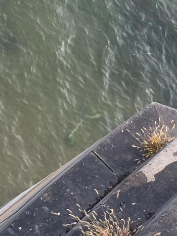 Na mi kandikál ki a Dunából a Szabadság hídnál? 4