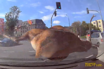 Sok mindenre számítunk a városi forgalomban, de egy hatalmas szarvasra nem