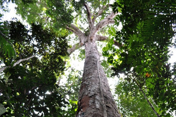 Az Amazonas legmagasabb fái túlélik a pusztító tüzet