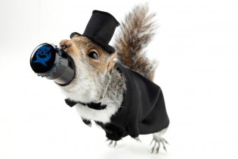 Elgázolt állatokba töltötték ezt a méregdrága sört