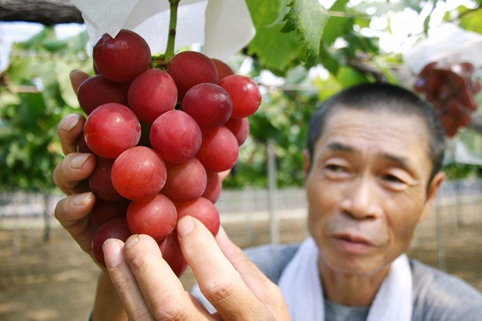 Százezret fizettek egy szem szőlőért