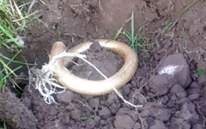 Értékes ókori kincsre bukkant fémkeresőjével egy férfi 2