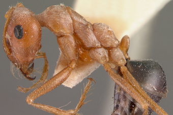 Pokoli tempóra képes a világ leggyorsabb hangyája