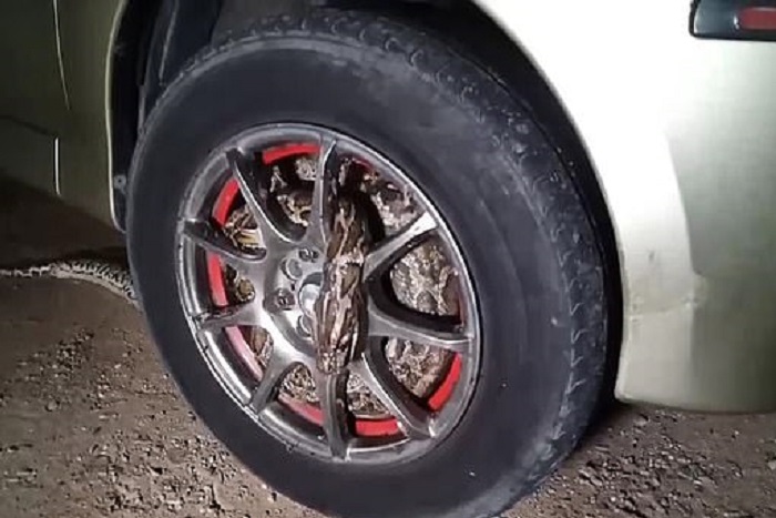 Faágnak hitte az útakadályt a férfi, nem kellett volna áthajtani rajta 1 | Vezess Faágnak hitte az útakadályt a férfi, nem kellett volna áthajtani rajta 1