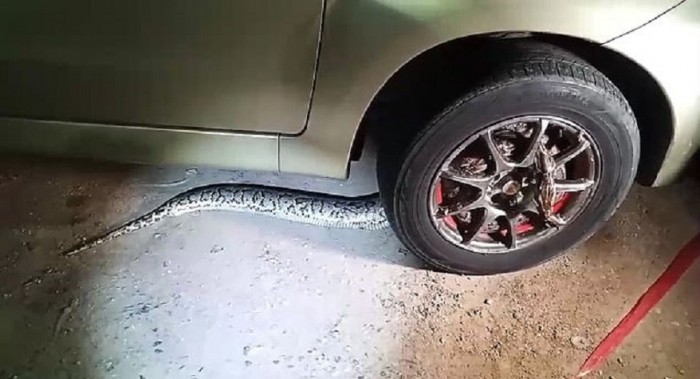 Faágnak hitte az útakadályt a férfi, nem kellett volna áthajtani rajta 2 | Vezess Faágnak hitte az útakadályt a férfi, nem kellett volna áthajtani rajta 2