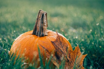 Tudod, mi a különbség a halloweeni és a sütőtök között?
