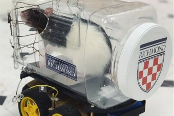 A patkányok ellazulnak az autóvezetéstől