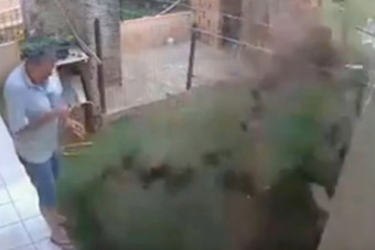 Ez a videó mutatja, miért ne próbálj élősködőket benzinnel irtani