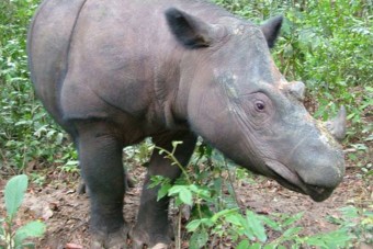 Ismét kipusztulhat egy állatfaj a Földről