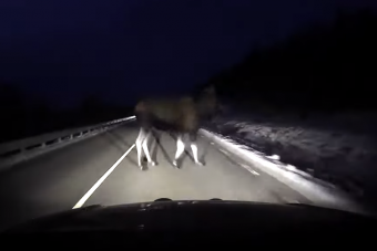 Ettől az elkerülhetetlen vadgázolástól kiráz a hideg