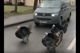 Pulykák tették vidámmá egy autós napját