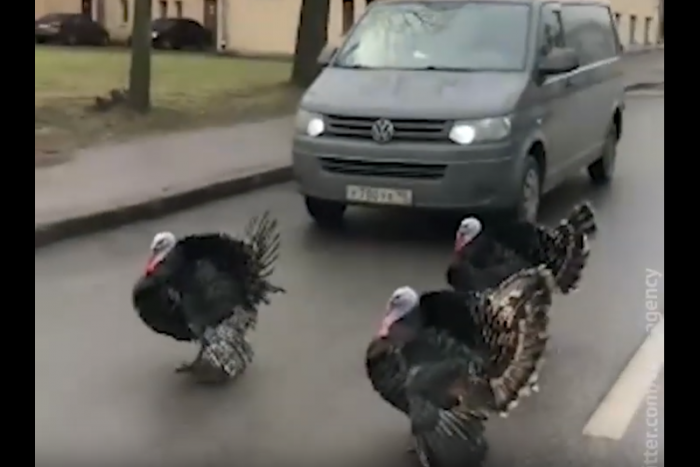 Pulykák tették vidámmá egy autós napját