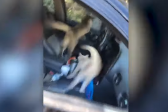 Lehúzva hagyta az ablakot, mire visszaért, macskatornádó várta a lányt