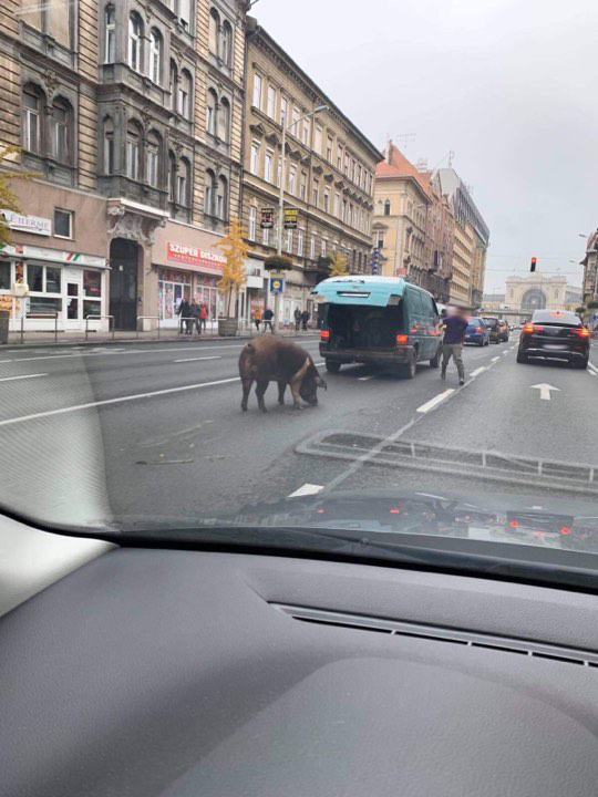 Elszabadult egy sertés a Keletinél, egy kisbuszból szökött ki 1 | Vezess Elszabadult egy sertés a Keletinél, egy kisbuszból szökött ki 1