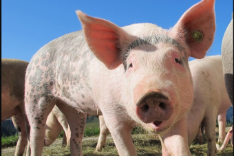 Ha San Franciscóból repülsz és ideges vagy, segít egy disznó