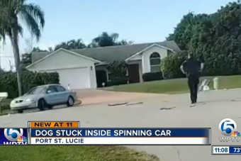 Vezető kutyát kapcsoltak le a rendőrök