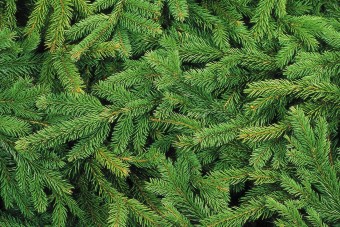 Ezeket a karácsonyfákat alaposan fertőtleníteni kell