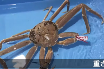 Rekordáron kelt el egy jeges-tengeri pók Japánban