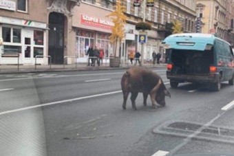 Elszabadult egy sertés a Keletinél, egy kisbuszból szökött ki