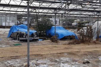 Múzeumi ritkaságokat találtak egy üvegházban