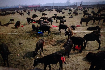 A világ legnagyobb állatáldozati szertartása kezdődött Nepálban