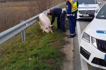 Utánfutóról vetette le magát egy disznó az 55-ös úton