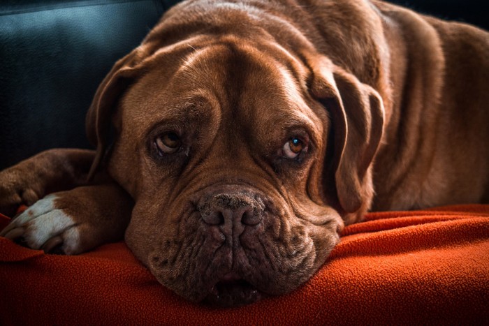 Valami egészen zseniálisat húzott a Spotify