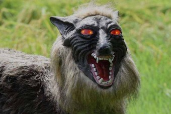 Robot farkaskutyák vigyáznak a japán farmokra