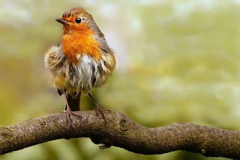 Hatalmas felfedezés Indonéziában