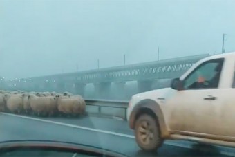 Autópályahídon terelte nyáját egy román juhász