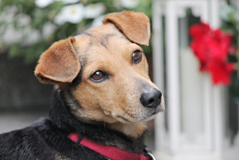 A kutya orra érzékeli az infravörös sugárzást
