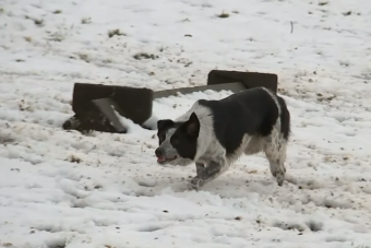 Hétmilliót fizettek a világ legdrágább pásztorkutyájáért