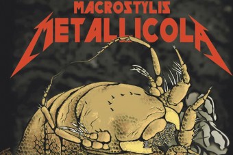 Különleges állatot neveztek el a Metallicáról